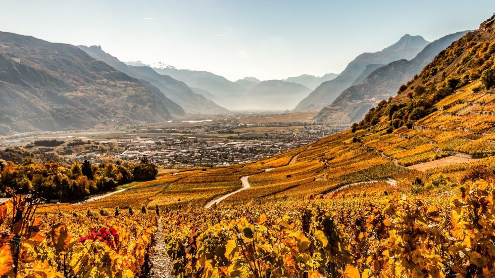 Vignobles escarpés du Valais en automne